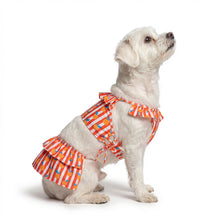 Wtf Pet Bigginis For Dogs Pink Orange Blue