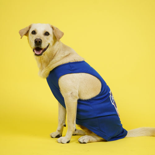 Supertails Bengaluru FC Jersey for Dogs and Cats — back view