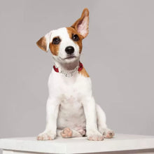 Trixie Premium Choke Collar For Dogs Cherry Red - Image 3