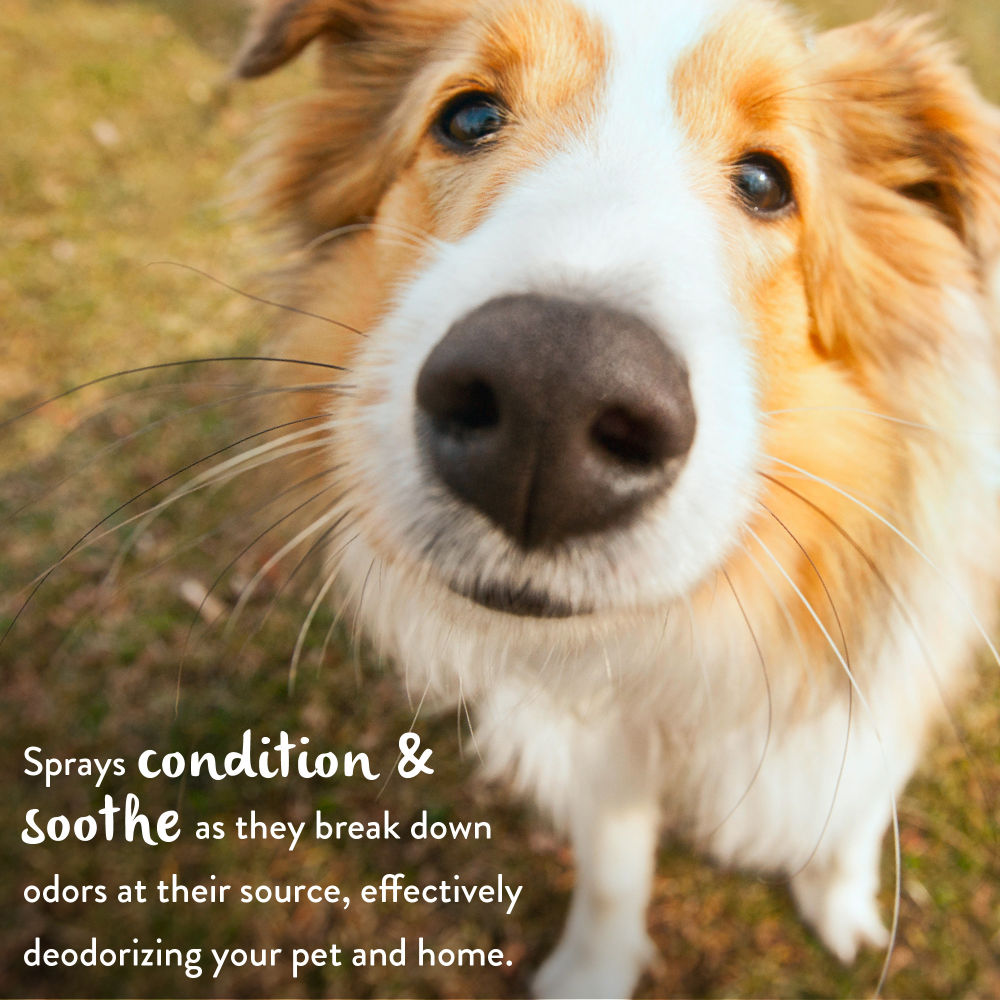 Tropiclean Papaya Mist Cologne Spray for Dogs and Cats — detail shot