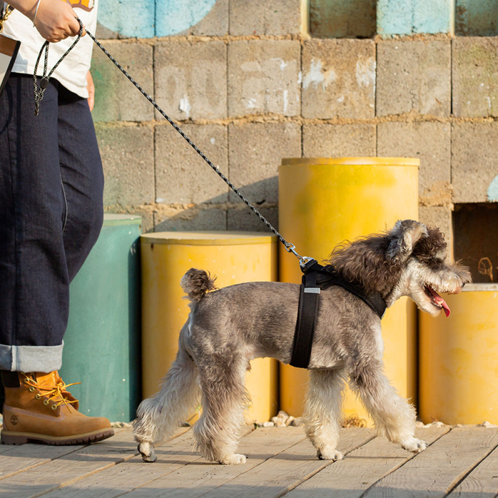 Truelove High Density Reflective Rope Webbing Leash for Dogs — back view