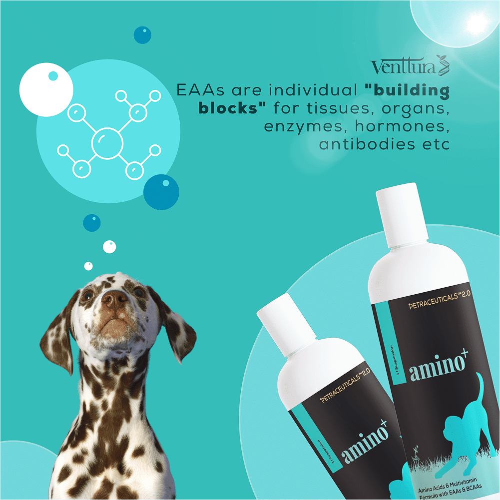 Venttura Amino Plus Syrup for Dogs — in use
