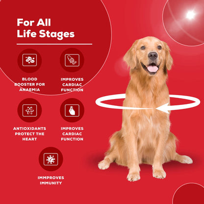 Venttura Ferro Plus Iron Supplements Syrup for Dogs — in use