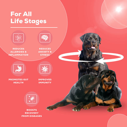 Venttura Immuno Plus Immunity Booster Spray for Dogs — detail shot