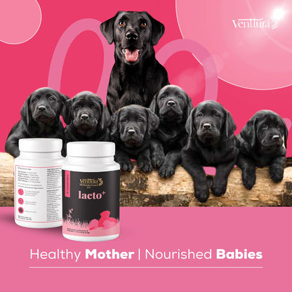 Venttura Lacto Plus Milk Boosters Chewable Tablets for Dogs — in use