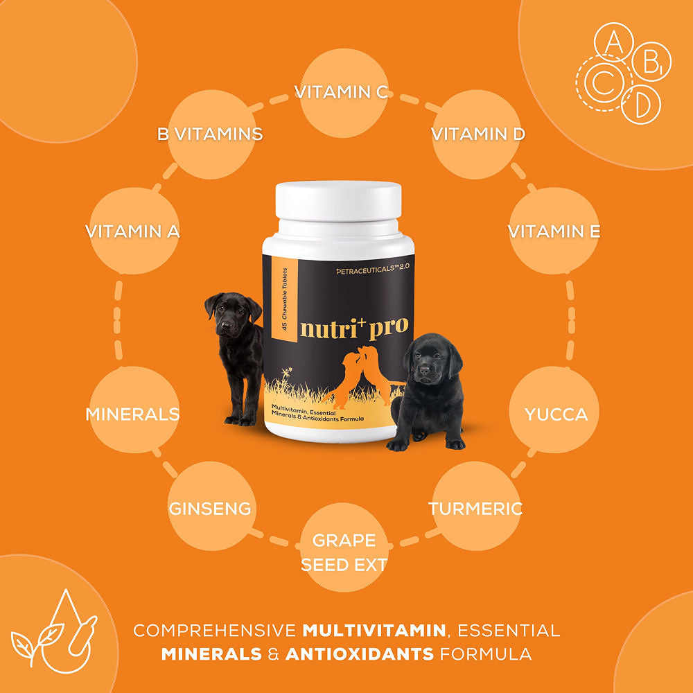 Venttura Nutri Plus Pro Multi Vitamin Chewable Tablets for Dogs — detail shot