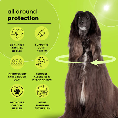Venttura Omega 3 Plus Skin & Coat Syrup for Dogs — in use