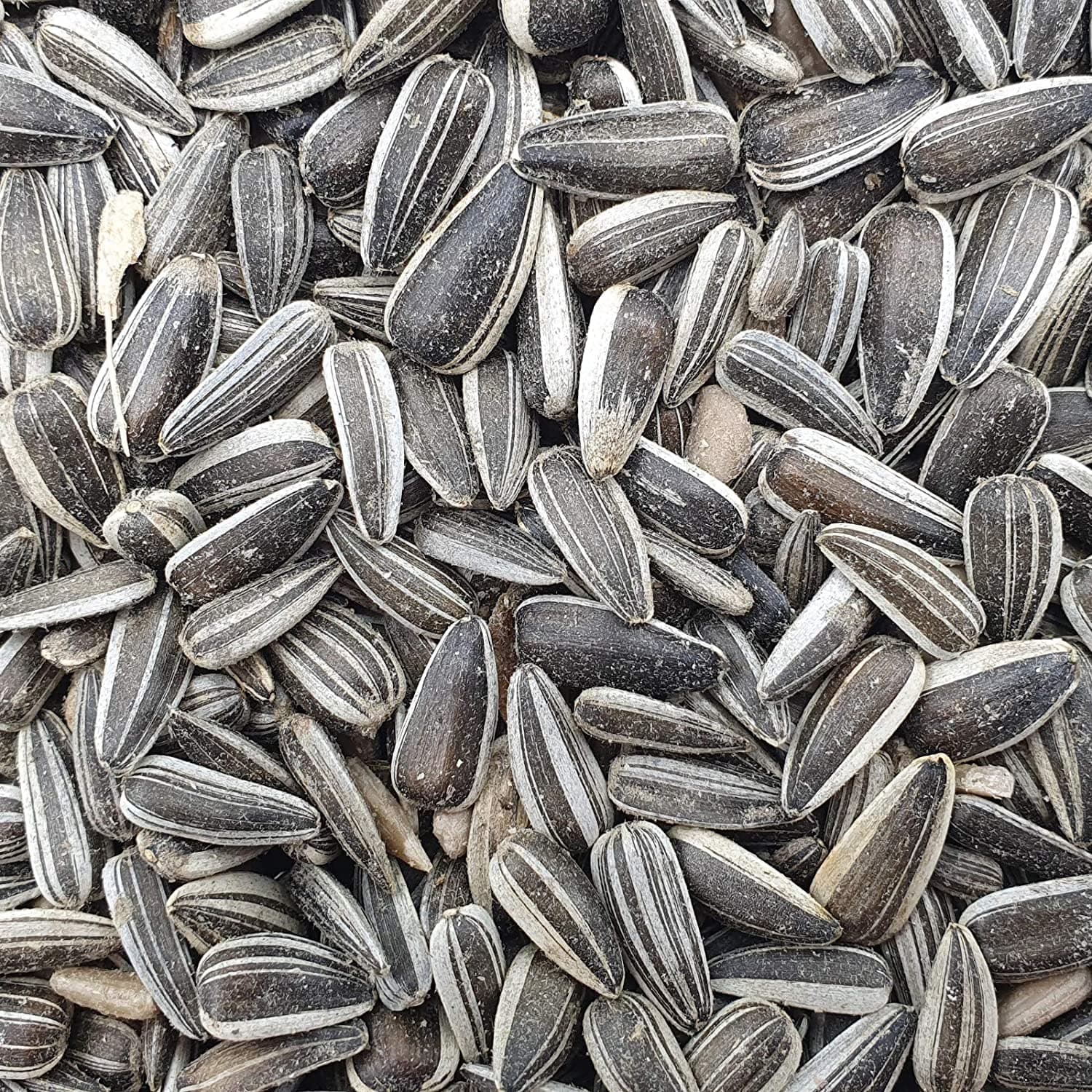 Versele Laga Sunflower Seeds Striped For Birds - Image 2