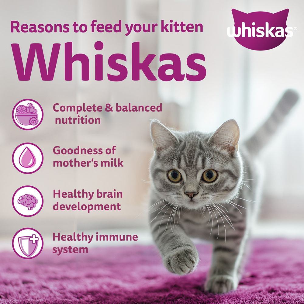 Whiskas Mackerel Flavour Kitten (2 to 12 months)Cat Dry Food — in use
