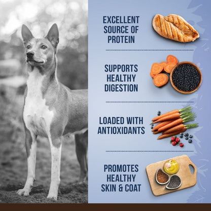 Zoe Chicken, Quinoa and Black Bean Medium Breed Adult Dog Dry Food — detail shot
