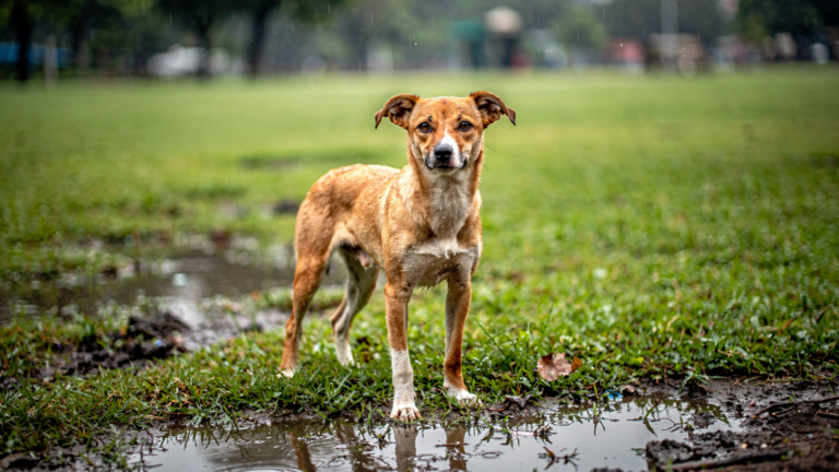 A young short-haired indie dog standing on wet grass in a city park after rain, whole body in frame, looking calmly towards the camera.