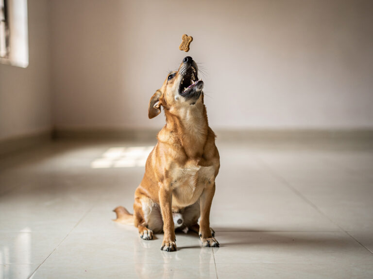 A playful young indie dog catching a dog biscuit in a bright Indian home.