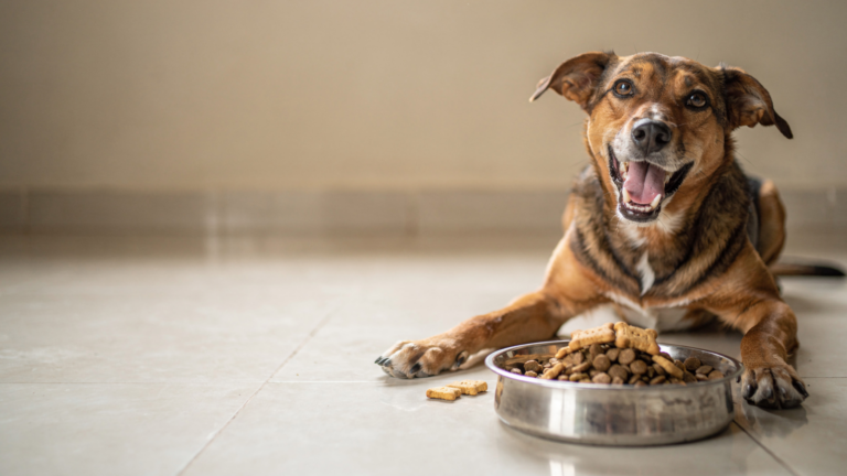 A happy, playful indie dog lying on a tiled floor in a bright Indian home beside a steel bowl of dry kibble and a few biscuit treats, smiling at the camera.