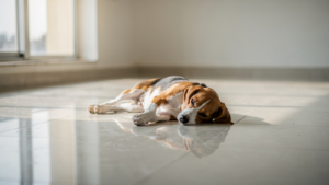 A beagle lying on a cool tiled floor indoors, head down, resting.