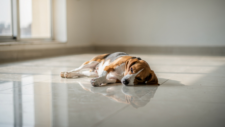 A beagle lying on a cool tiled floor indoors, head down, resting.