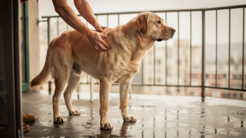 A yellow Labrador standing on a balcony while a person's hands check the fur on its neck.