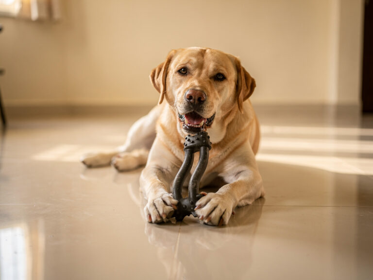 A happy Labrador lying on a tiled floor chewing a sturdy rubber toy held between its front paws.