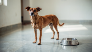 A medium-sized brown Indian street dog standing on a tiled floor indoors beside a steel bowl, whole body in frame, looking up.