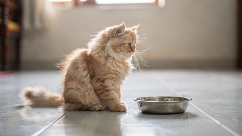 A long-haired kitten sitting on a tiled floor indoors beside a shallow steel bowl, whole body in frame, looking towards the bowl.
