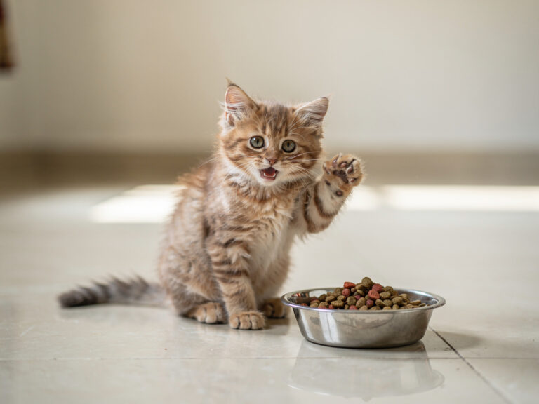 A fluffy kitten with a paw raised beside a shallow bowl of dry kitten food in a bright Indian home.