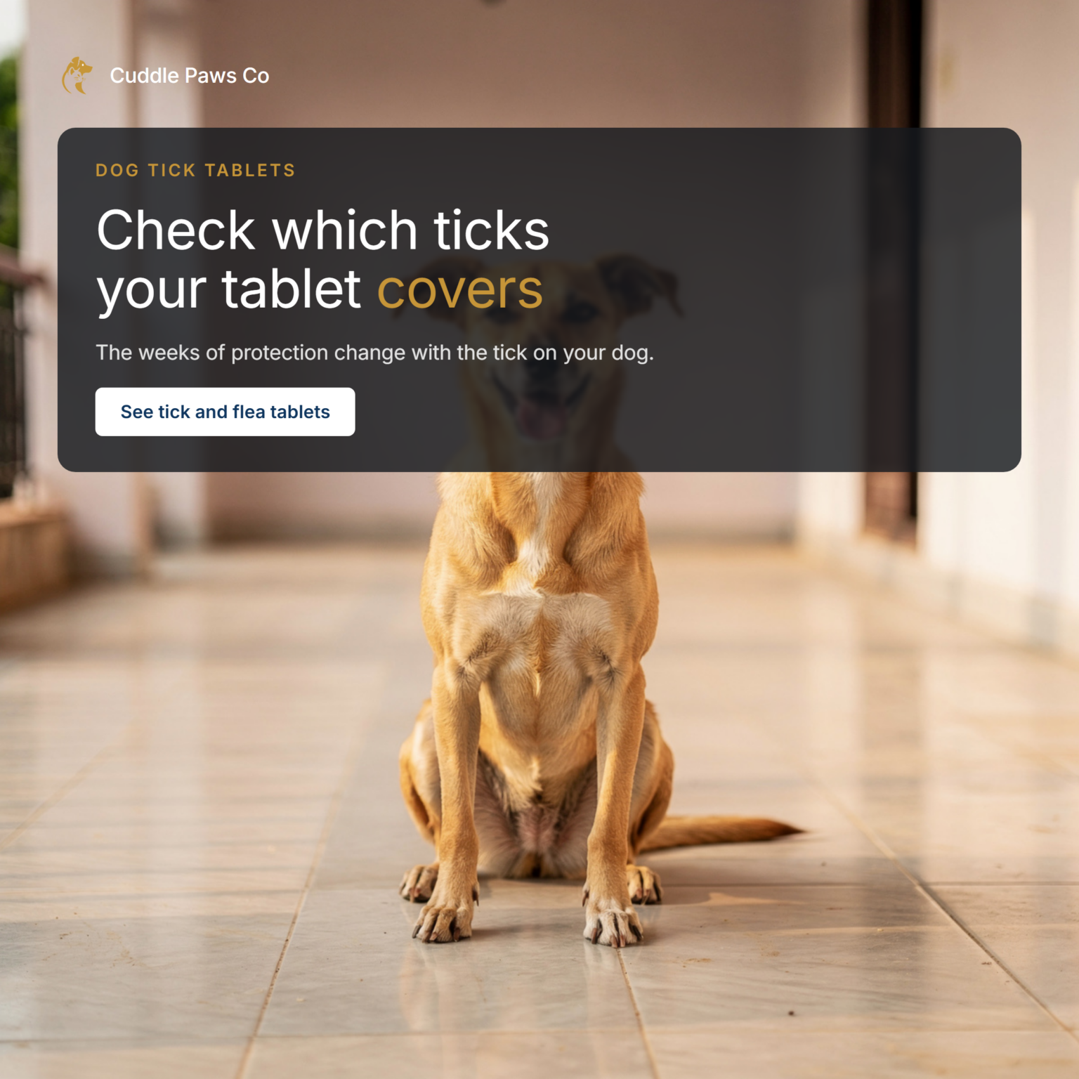 A tan Indian pariah-type dog sitting upright on a tiled veranda floor, whole body in frame, looking towards the camera with its ears forward.
