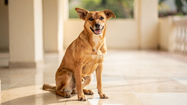 A tan Indian pariah-type dog sitting upright on a tiled veranda floor, whole body in frame, looking towards the camera with its ears forward.