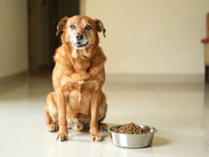 A calm, happy older dog sitting beside a steel bowl of dry dog food in a bright Indian home.