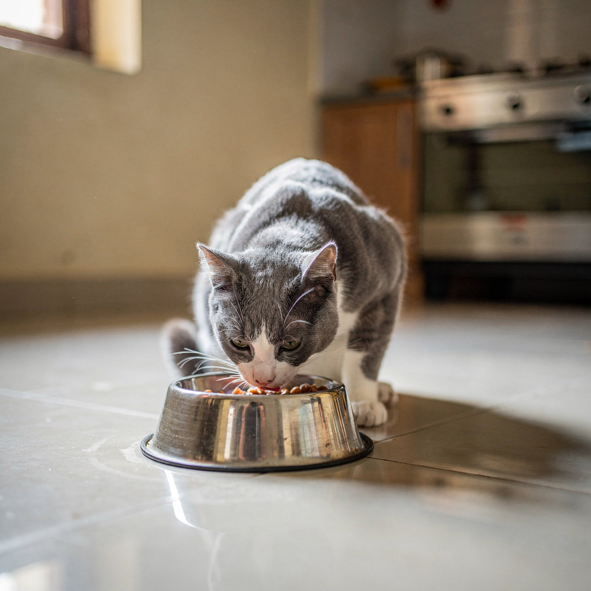 A grey and white domestic cat eating from a steel bowl in a kitchen