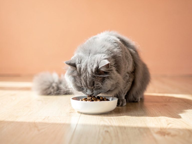 A cat eating dry food from a bowl