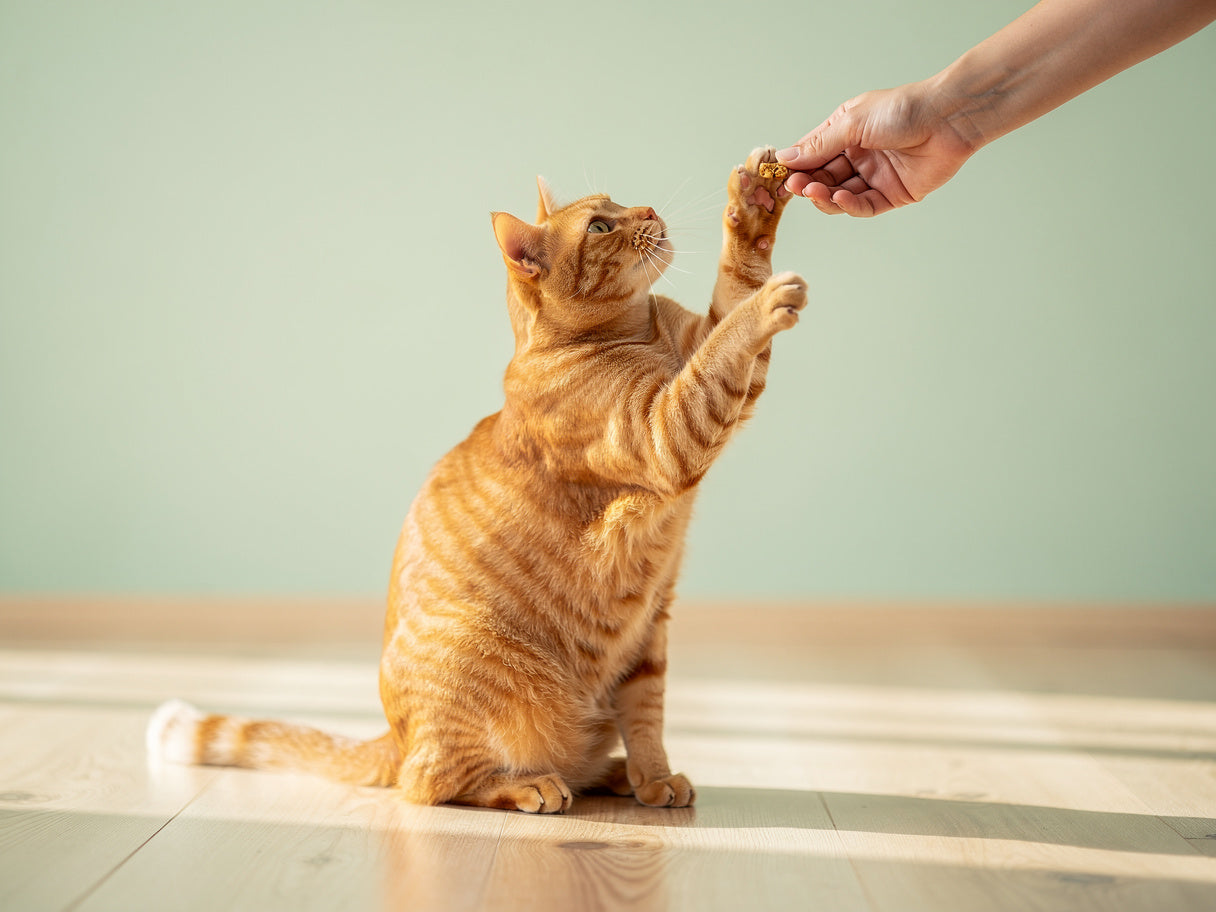 A cat taking a treat from a hand