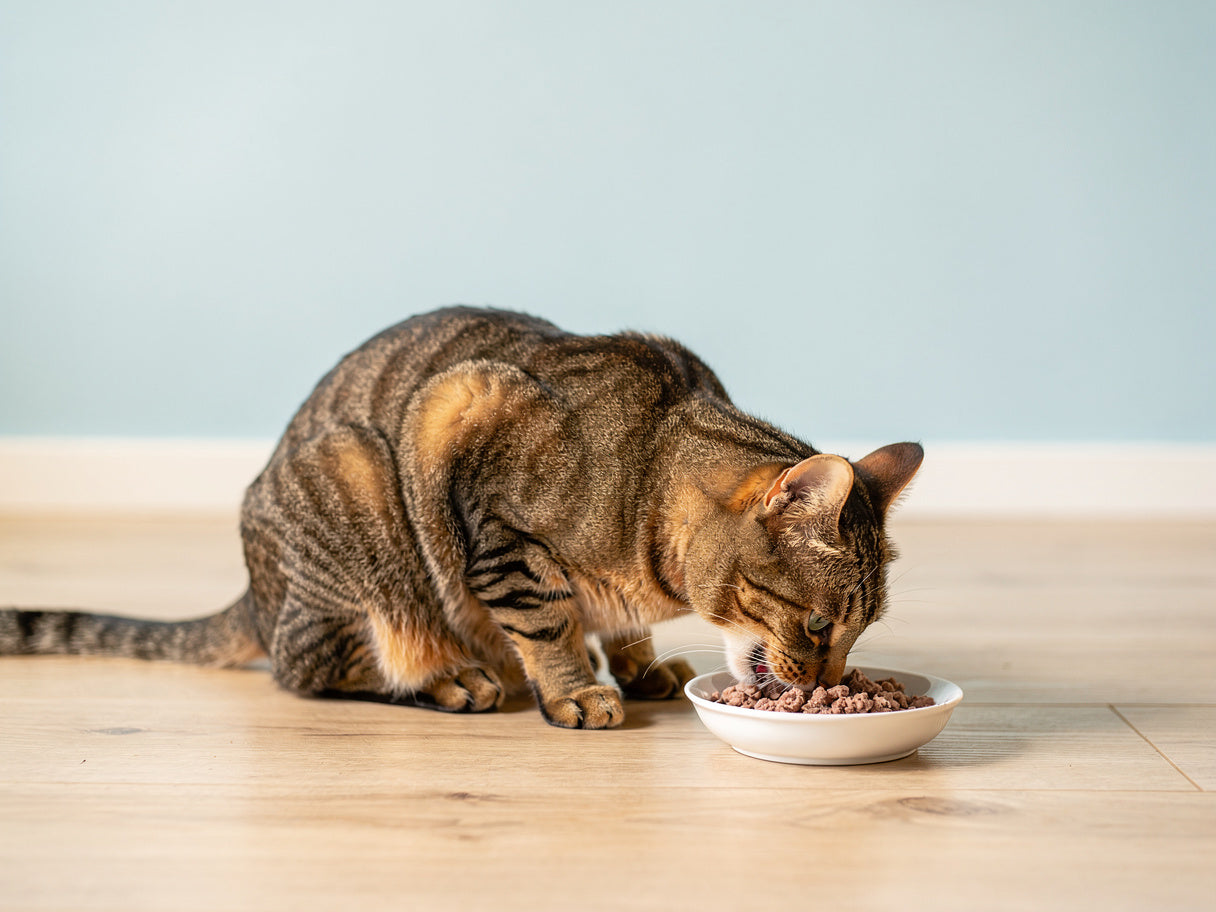 A cat eating wet food from a bowl