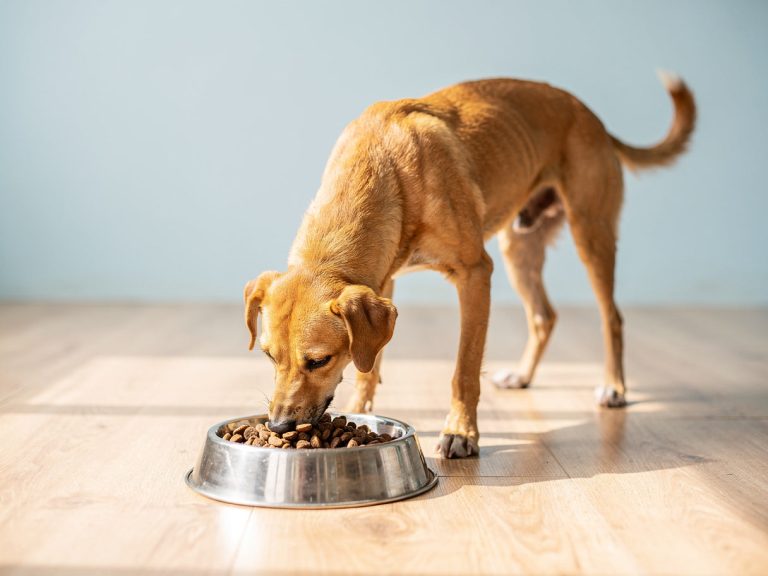 A dog eating dry food from a steel bowl