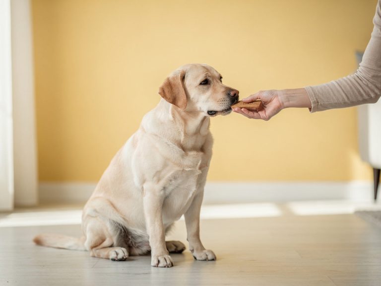 A Labrador taking a treat from a hand