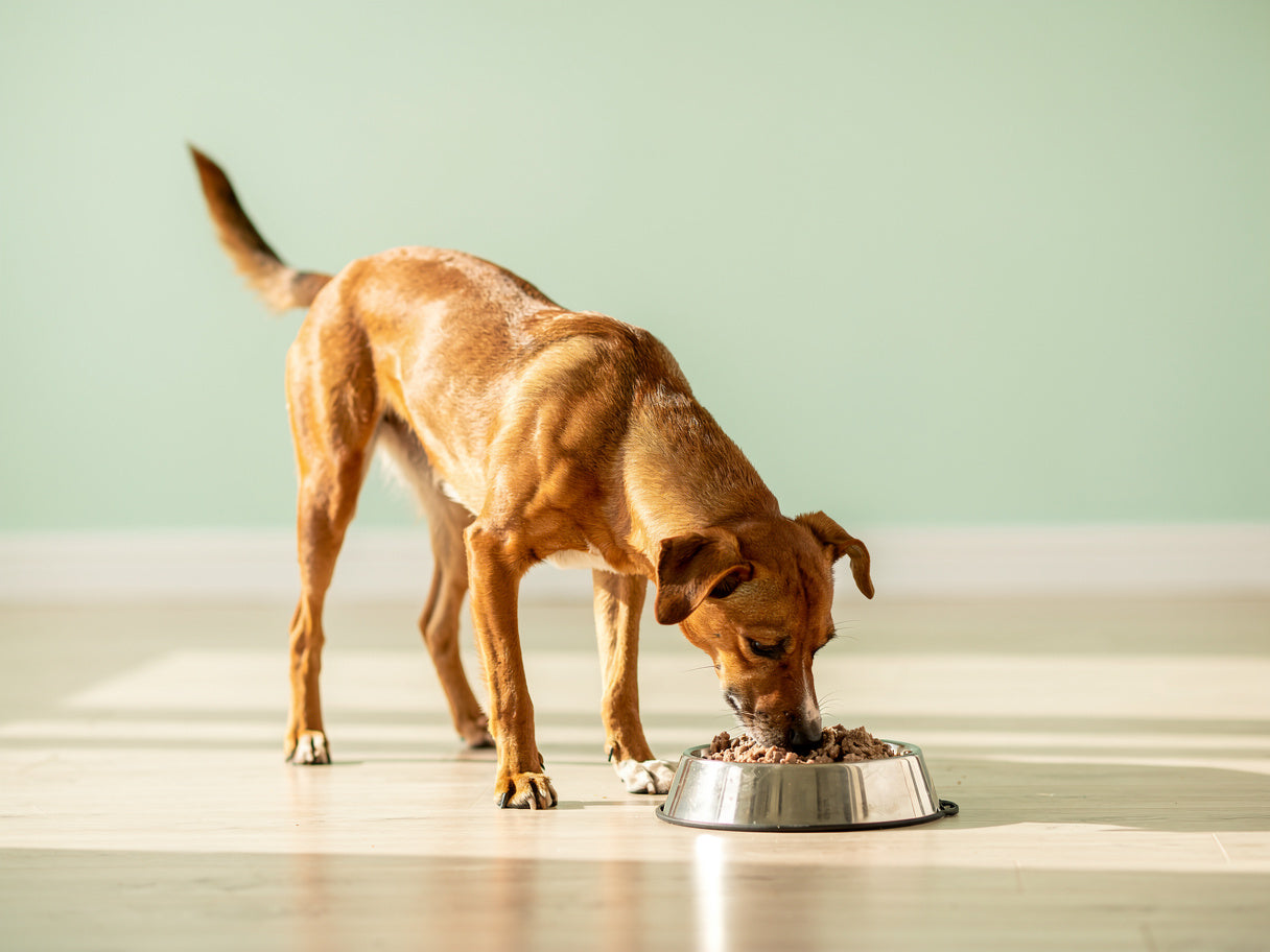 A dog eating wet food from a steel bowl