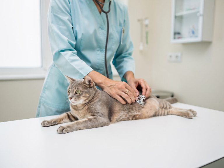 A vet examining a cat with a stethoscope
