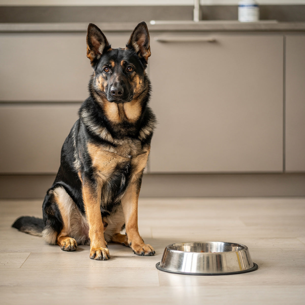 A black and tan German Shepherd beside its food bowl in a kitchen