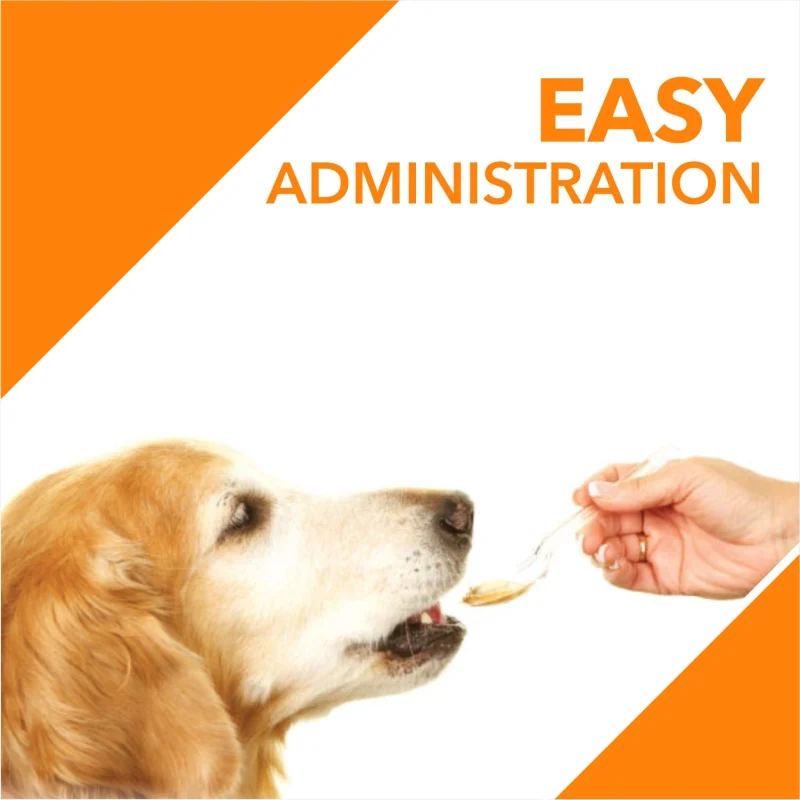 Drools Absolute Salmon Oil Syrup Supplement for Dogs — in use
