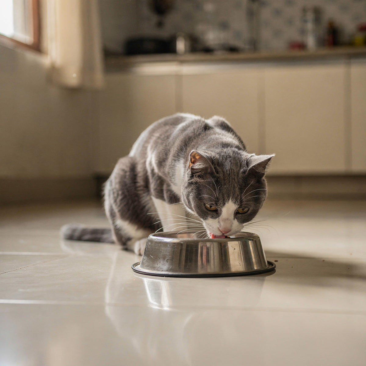A grey and white domestic cat eating from a steel bowl in a kitchen