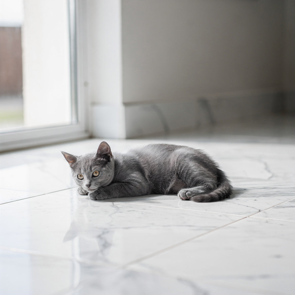 A grey kitten lying on marble floor tiles near a window