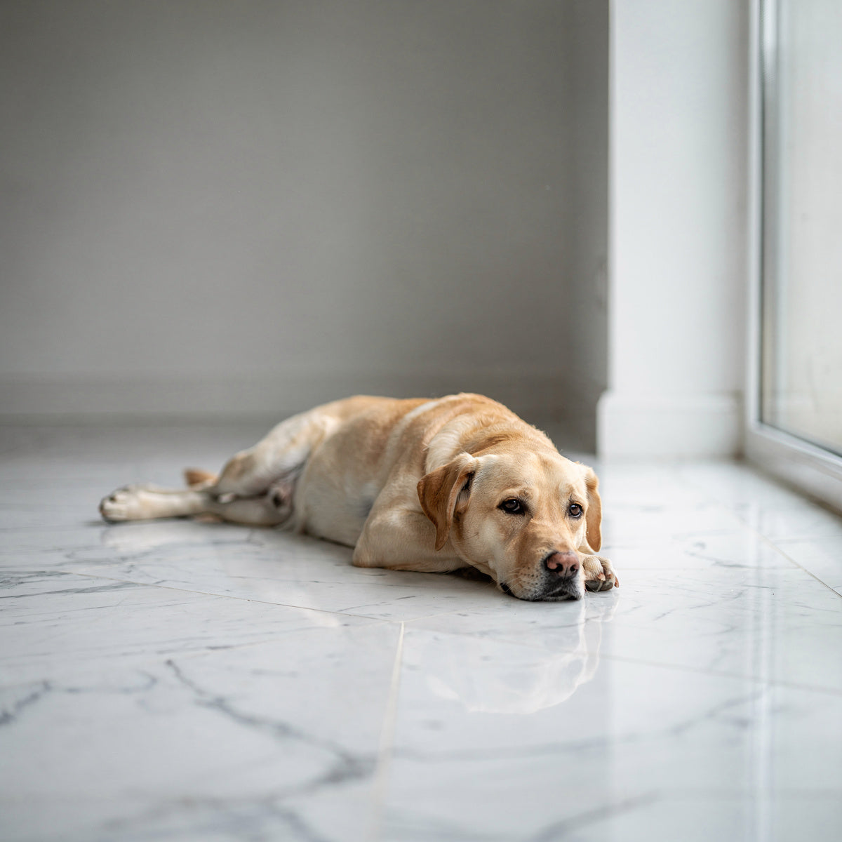 A Labrador Retriever lying on marble floor tiles near a window