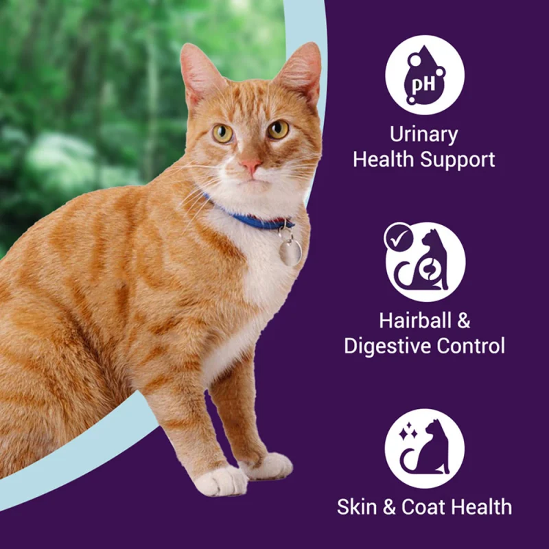Purrfeto Chicken And Rice Adult Cat Dry Food Bgb - Image 2