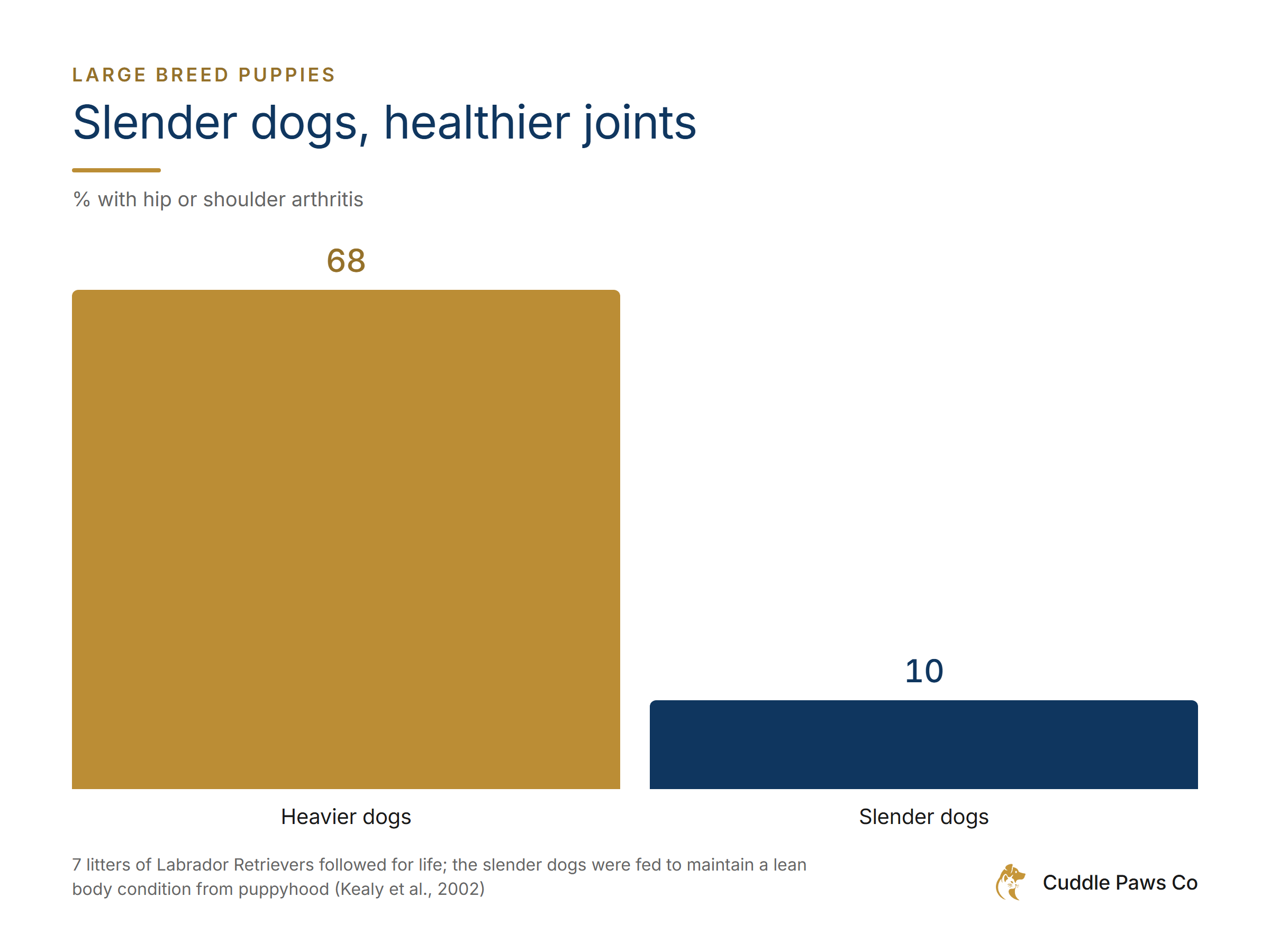 Bar chart of hip or shoulder arthritis in a lifelong study of 7 litters of Labrador Retrievers, split by body condition. Heavier dogs 68%, slender dogs 10%.