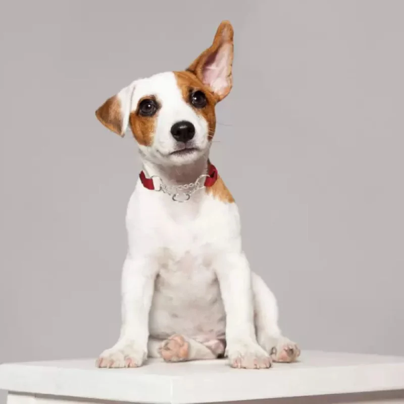 Trixie Premium Choke Collar for Dogs — side view