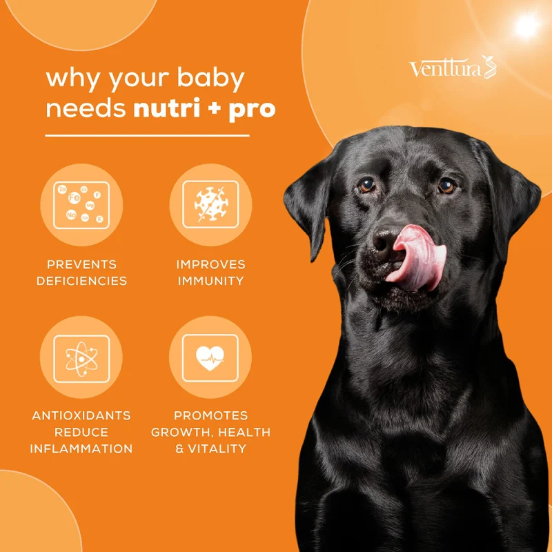 Venttura Nutri Plus Pro Multi Vitamin Chewable Tablets for Dogs — in use